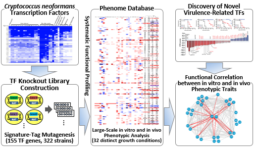 Cryptococcus neoformans TF Phenome Database